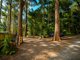 Photo - 9 Gwongorella Parade, Springbrook QLD 4213 - Image 1
