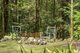 Photo - 9 Mundora Road, Springbrook QLD 4213 - Image 13