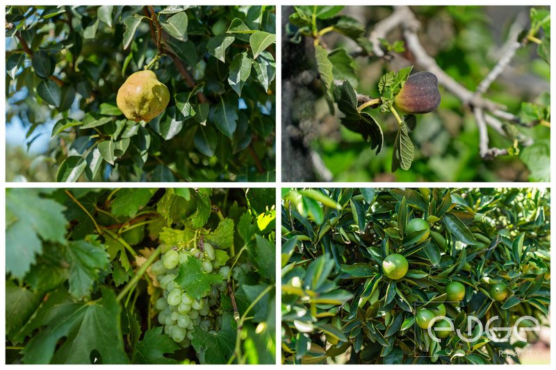 Photo - 9 Oldham Street, Tarlee SA 5411 - Image 23