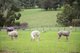 Photo - 9 Summit Road, Meadows SA 5201 - Image 32