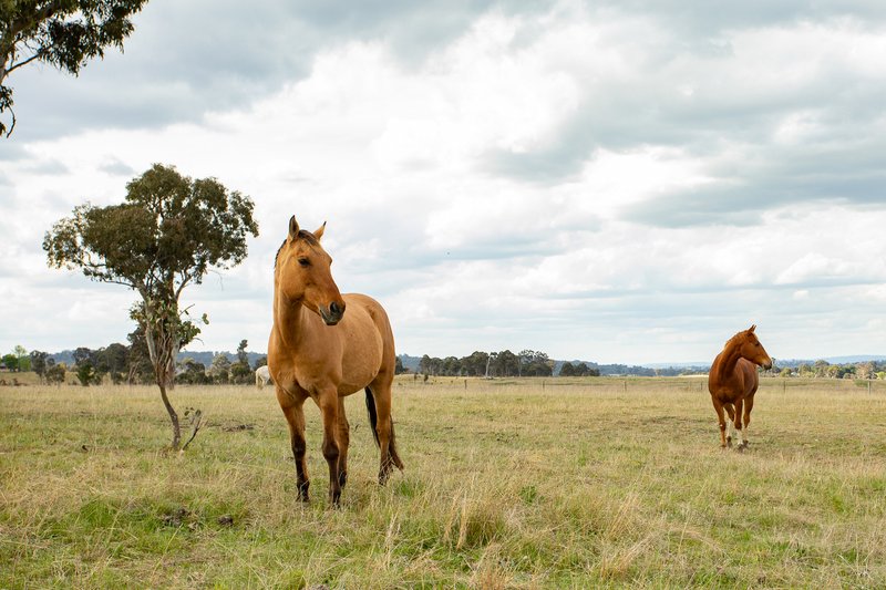 Photo - 903 Castledoyle Road, Armidale NSW 2350 - Image 3