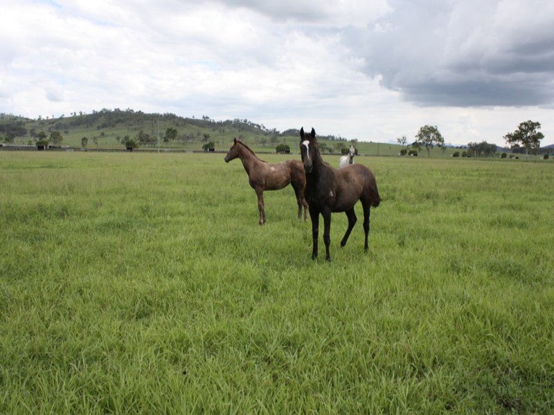 Photo - 91 River Road, Beaudesert QLD 4285 - Image 1