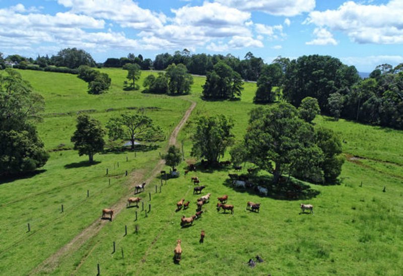 Photo - 919 Landsborough-Maleny Rd , Maleny QLD 4552 - Image 4