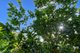 Photo - 92-94 Canecutter Road, Edmonton QLD 4869 - Image 17