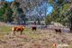 Photo - 933 Mulgoa Road, Mulgoa NSW 2745 - Image 12
