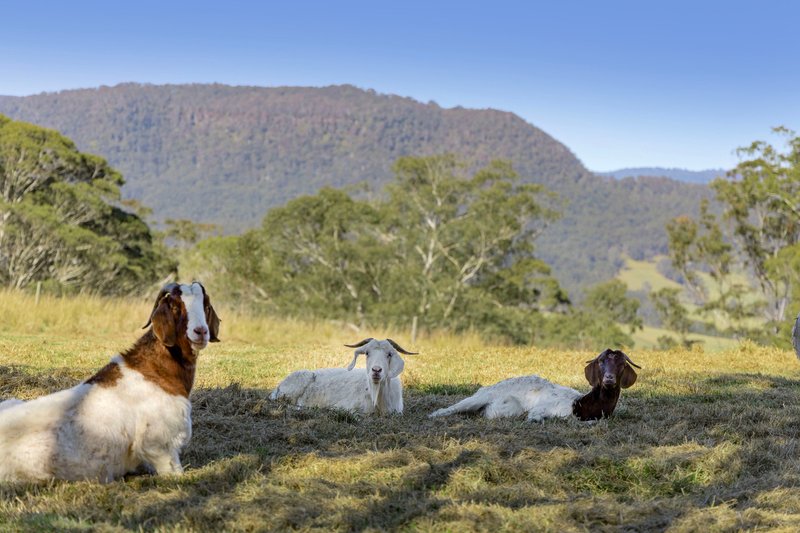 Photo - 94 Paddington Lane, Kangaroo Valley NSW 2577 - Image 9