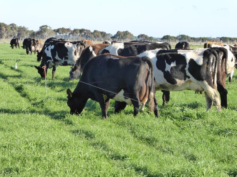 Photo - 950 Castle Carey Road, Terang VIC 3264 - Image 7