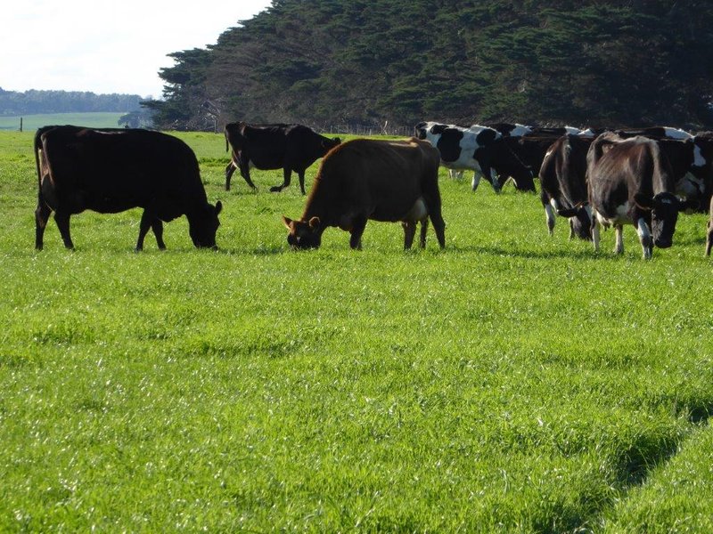 Photo - 950 Castle Carey Road, Terang VIC 3264 - Image 9