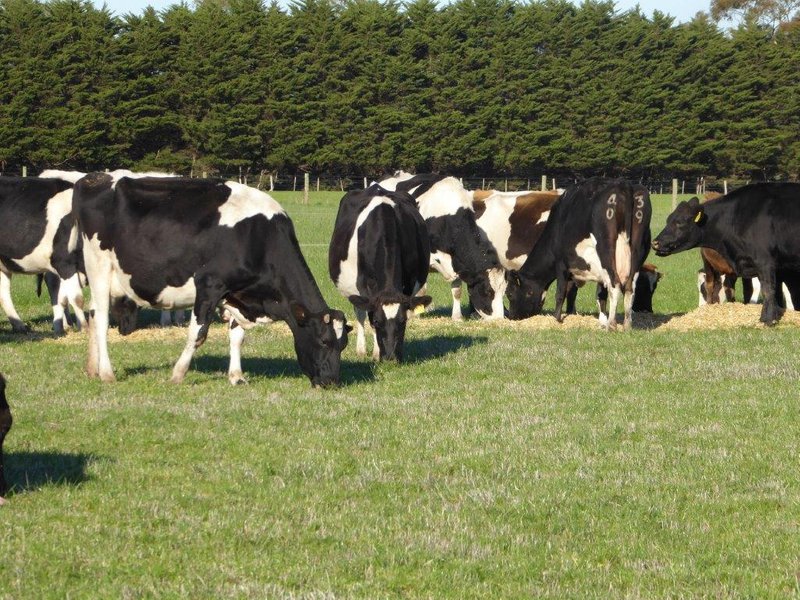 Photo - 950 Castle Carey Road, Terang VIC 3264 - Image 12