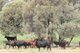 Photo - 952 Yuleba Surat Road, Yuleba QLD 4427 - Image 1