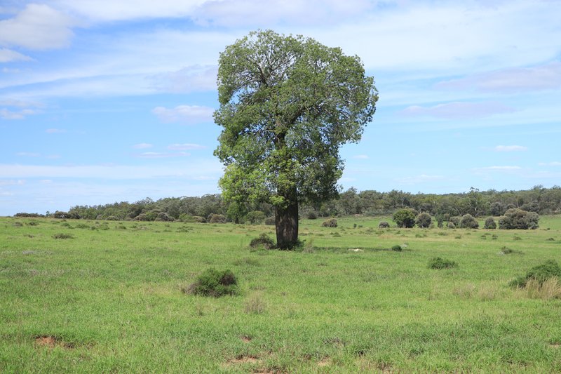 Photo - 952 Yuleba Surat Road, Yuleba QLD 4427 - Image 2