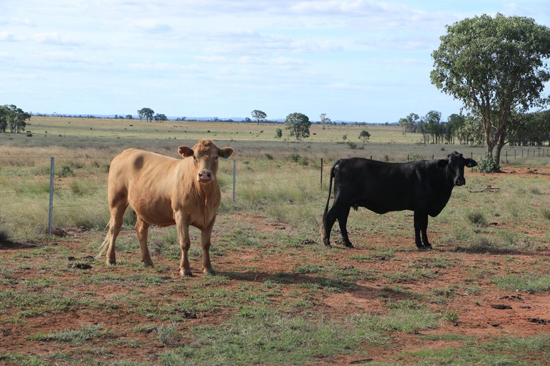 Photo - 952 Yuleba Surat Road, Yuleba QLD 4427 - Image 7