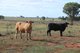 Photo - 952 Yuleba Surat Road, Yuleba QLD 4427 - Image 7