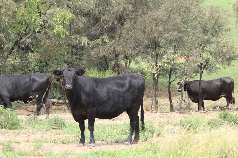 Photo - 952 Yuleba Surat Road, Yuleba QLD 4427 - Image 8