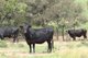 Photo - 952 Yuleba Surat Road, Yuleba QLD 4427 - Image 8