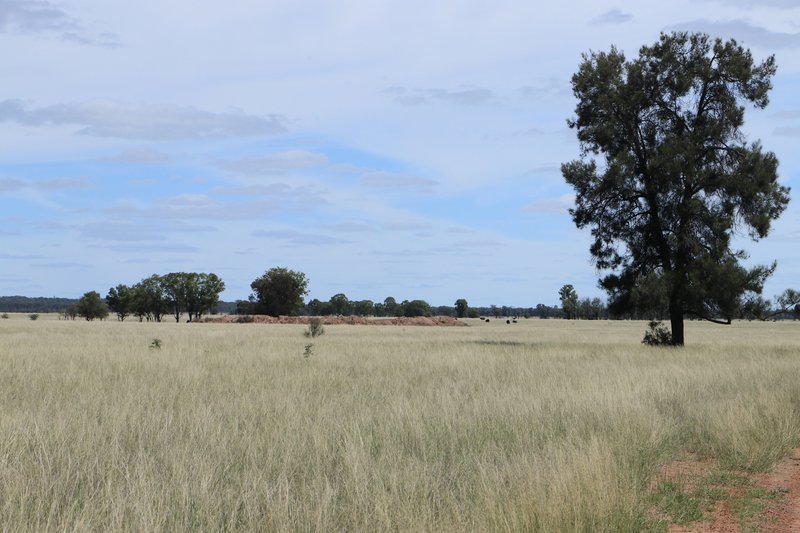 Photo - 952 Yuleba Surat Road, Yuleba QLD 4427 - Image 10