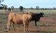 Photo - 952 Yuleba Surat Road, Yuleba QLD 4427 - Image 25
