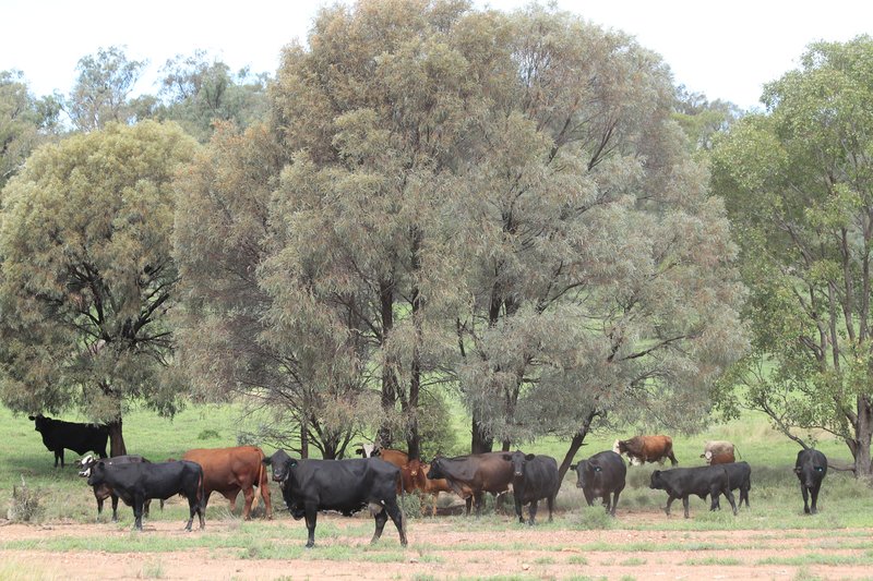 Photo - 952 Yuleba Surat Road, Yuleba QLD 4427 - Image 26