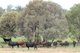 Photo - 952 Yuleba Surat Road, Yuleba QLD 4427 - Image 26