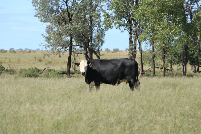 Photo - 952 Yuleba Surat Road, Yuleba QLD 4427 - Image 27
