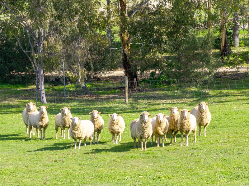 Photo - 96 Greenwood Park Road, Auburn SA 5451 - Image 33