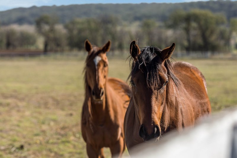 Photo - 969 Linthorpe Valley Road, Linthorpe QLD 4356 - Image 26