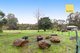 Photo - 98 Johnston Road, Nannup WA 6275 - Image 16