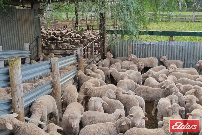Photo - 997 Three Chain Road, Cambrai SA 5353 - Image 31
