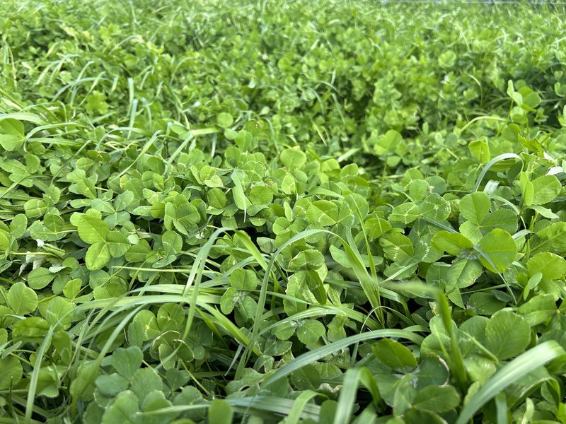 Photo - Address Available On Request , Frances SA 5262 - Image 31