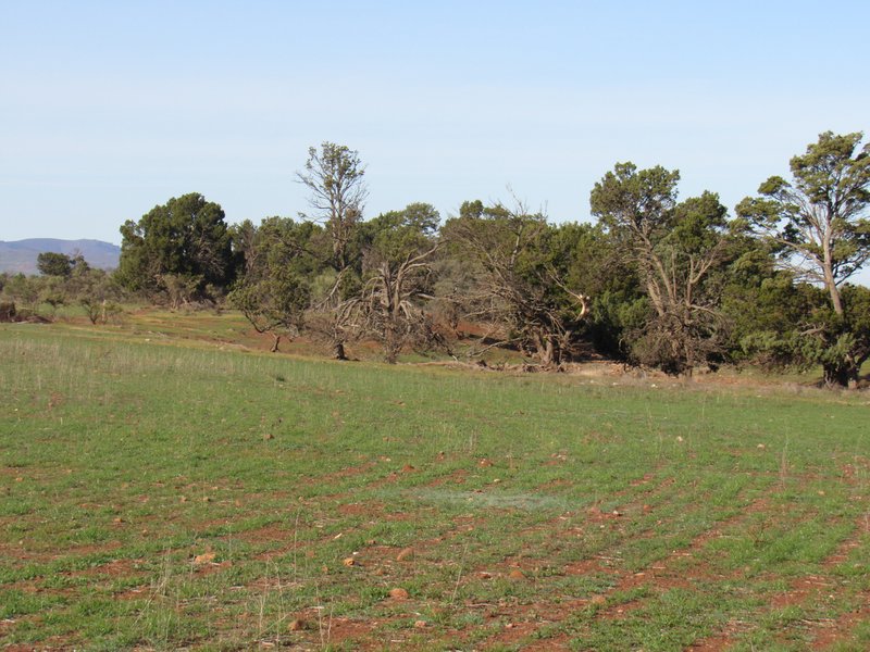 Photo - "Averies" Chapman Road, Coomooroo SA 5431 - Image 8