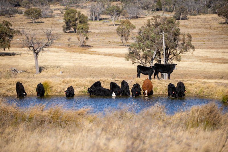 Photo - Balala NSW 2358 - Image 5