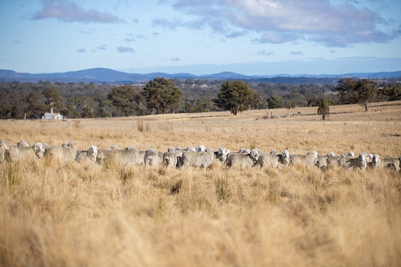 Photo - Balala NSW 2358 - Image 9