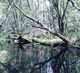 Photo - Bandon Grove NSW 2420 - Image 16