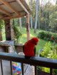 Photo - Bandon Grove NSW 2420 - Image 19