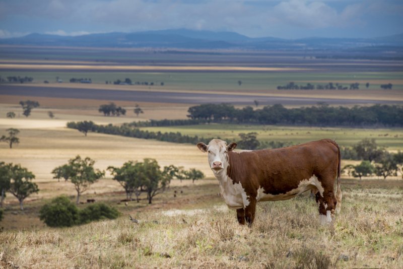 " Barrington Park" , Quirindi NSW 2343