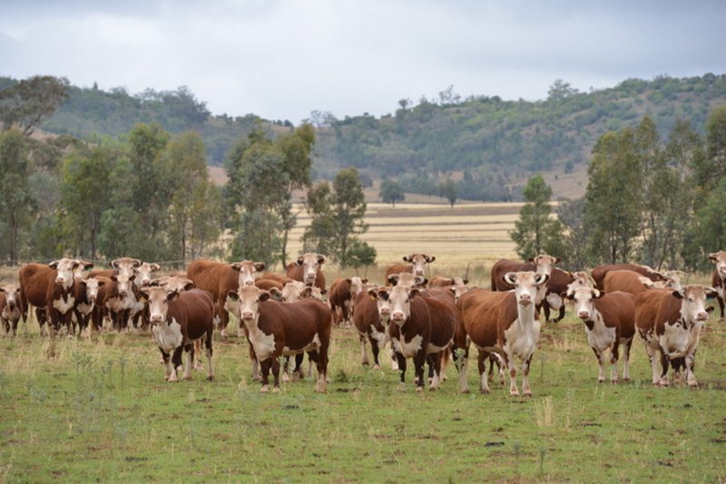 Photo - " Barrington Park" , Quirindi NSW 2343 - Image 4