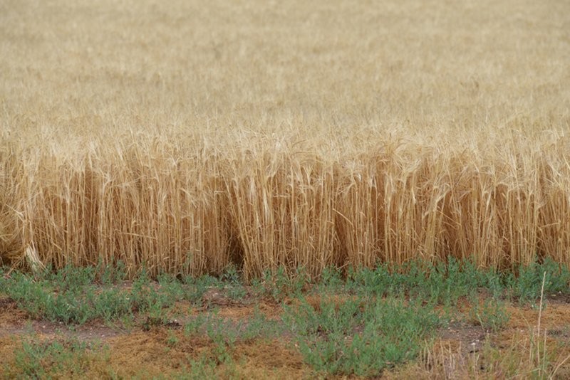 Photo - " Barrington Park" , Quirindi NSW 2343 - Image 14