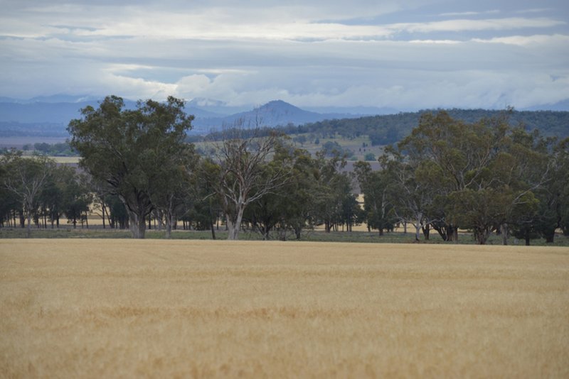 Photo - " Barrington Park" , Quirindi NSW 2343 - Image 15