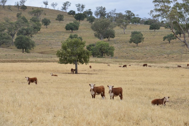 Photo - " Barrington Park" , Quirindi NSW 2343 - Image 16