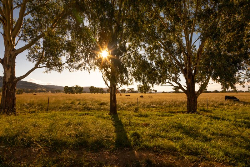 Photo - 'Belfield' Trevallyn Road, Barraba NSW 2347 - Image 2