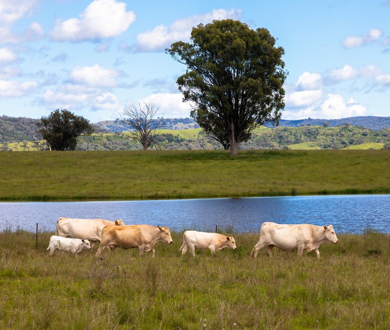 Photo - 'Belfield' Trevallyn Road, Barraba NSW 2347 - Image 3