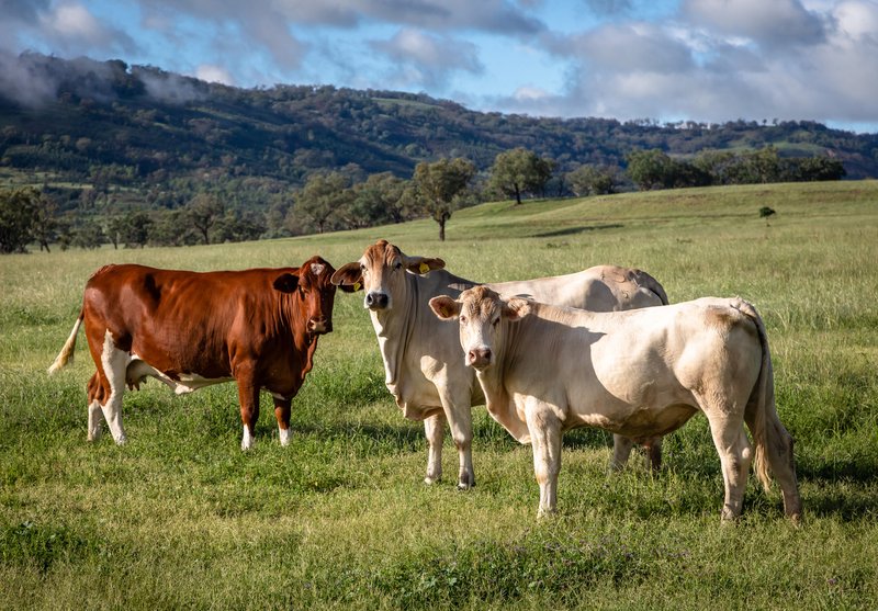 Photo - 'Belfield' Trevallyn Road, Barraba NSW 2347 - Image 4