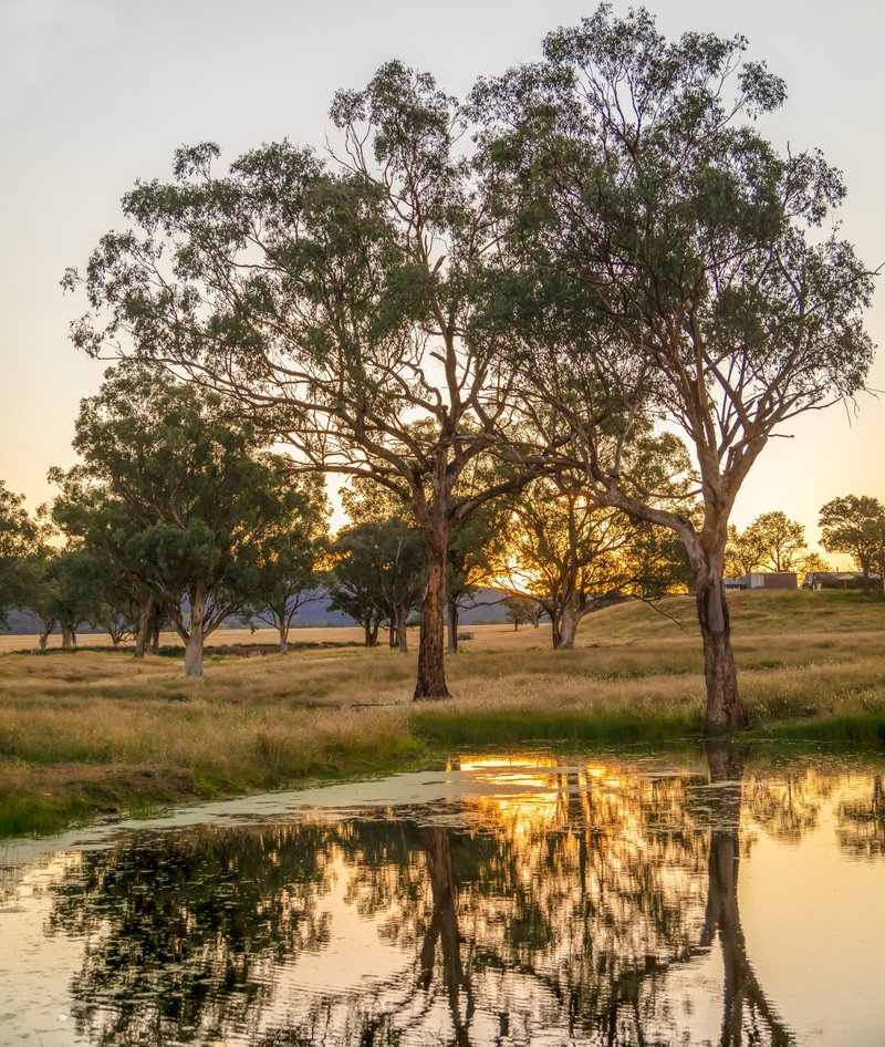 Photo - 'Belfield' Trevallyn Road, Barraba NSW 2347 - Image 22