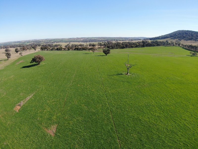 Photo - 'Black Range' Cusack Road, Boorowa NSW 2586 - Image 7