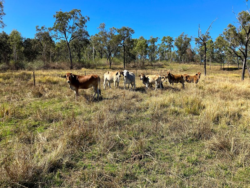 Photo - Blue Mountain QLD 4737 - Image 3