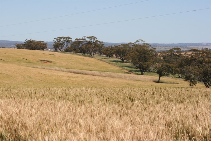 Photo - . Boramin & Mulukine Road, Grass Valley WA 6403 - Image 3