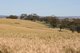 Photo - . Boramin & Mulukine Road, Grass Valley WA 6403 - Image 3