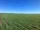 Photo - "Boundary Farms" 468 O'Leary Road, Ellangowan QLD 4361 - Image 1