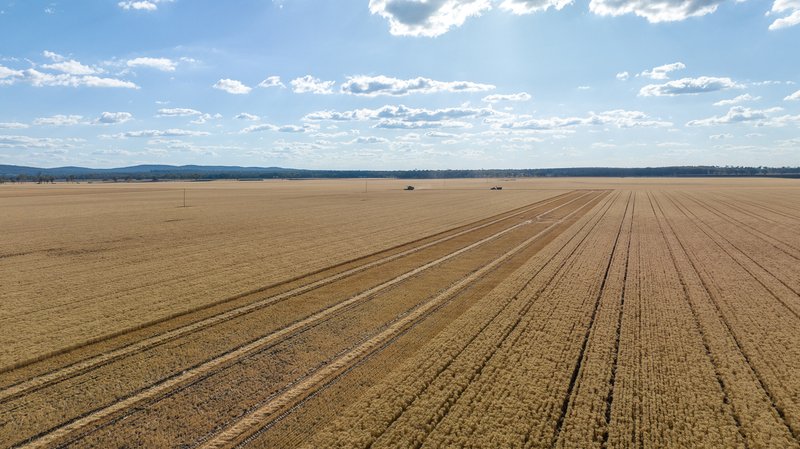 Photo - "Boundary Farms" 468 O'Leary Road, Ellangowan QLD 4361 - Image 6