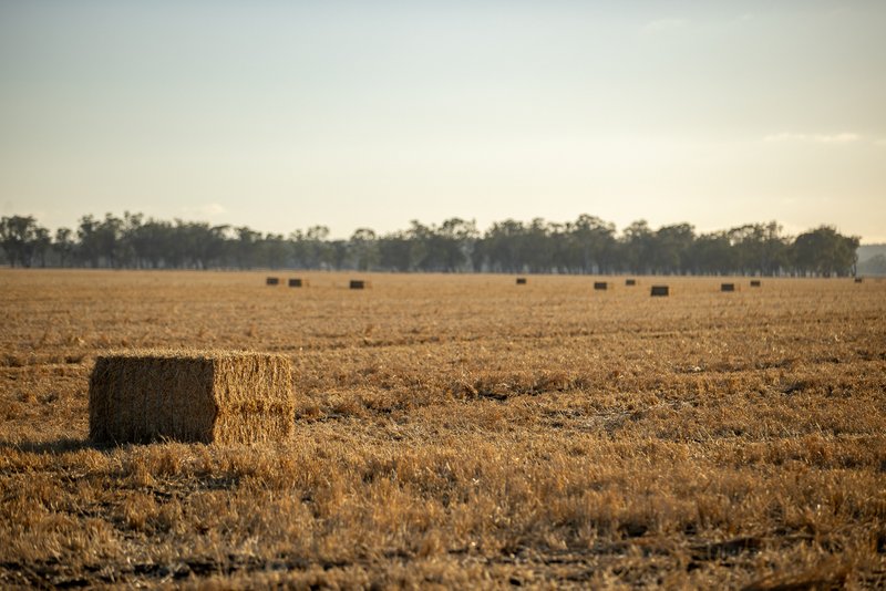 Photo - "Boundary Farms" 468 O'Leary Road, Ellangowan QLD 4361 - Image 7